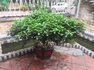 Cây chè cảnh + ( Uống nước )