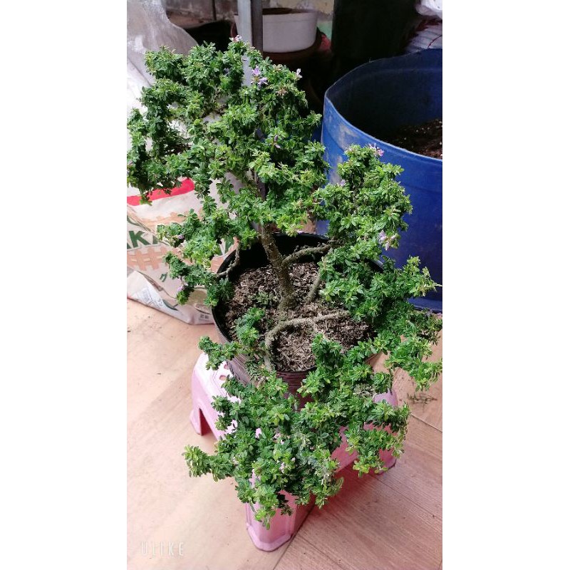 Linh Sam Dáng Đẹp