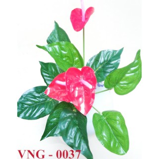 Thảm cỏ - Cây trang trí - Hoa hồng môn 037 (chưa bao gồm chậu)