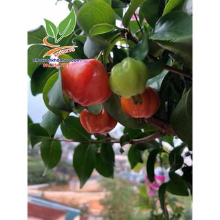 Surinam cherry độc lạ sắp ra trái