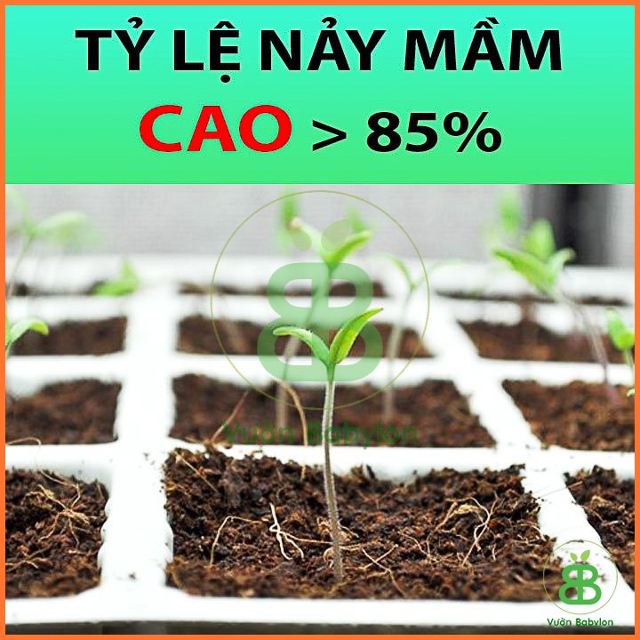 Hạt Giống Cà Chua Bi F1 Siêu Quả - Hạt Giống Cà Chua Dễ Trồng, Dinh Dưỡng Cao