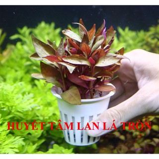 Cây thủy sinh Huyết Tâm Lan (Trung cảnh)