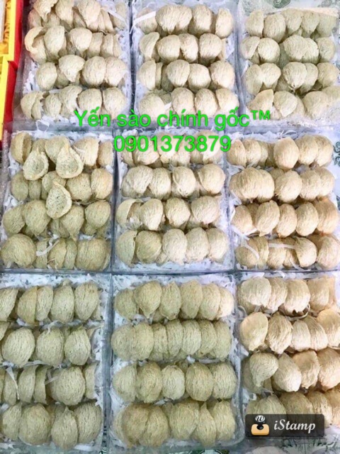 Yến sào rút lông sơ chế thượng hạng sạch nguyên tổ 50gr - 100gr