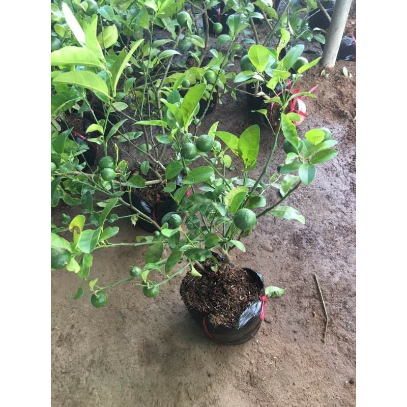 chanh chùm tứ quý  hoa tím