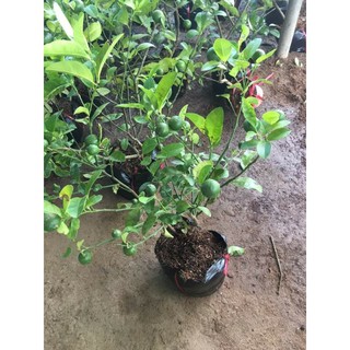 chanh chùm tứ quý  hoa tím