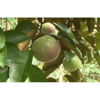 Cây giống vú sữa cao sản