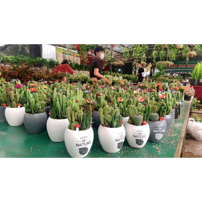 Chậu cây xương rồng, sen đá phối tiểu cảnh để bàn