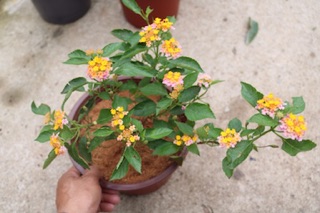 Cây hoa Ngũ Sắc