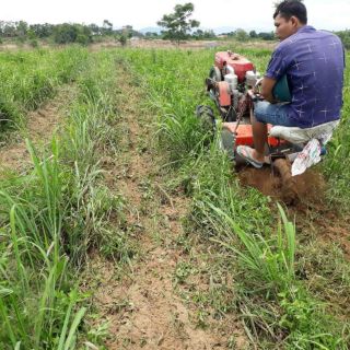 Tinh dầu sả java nguyên chất