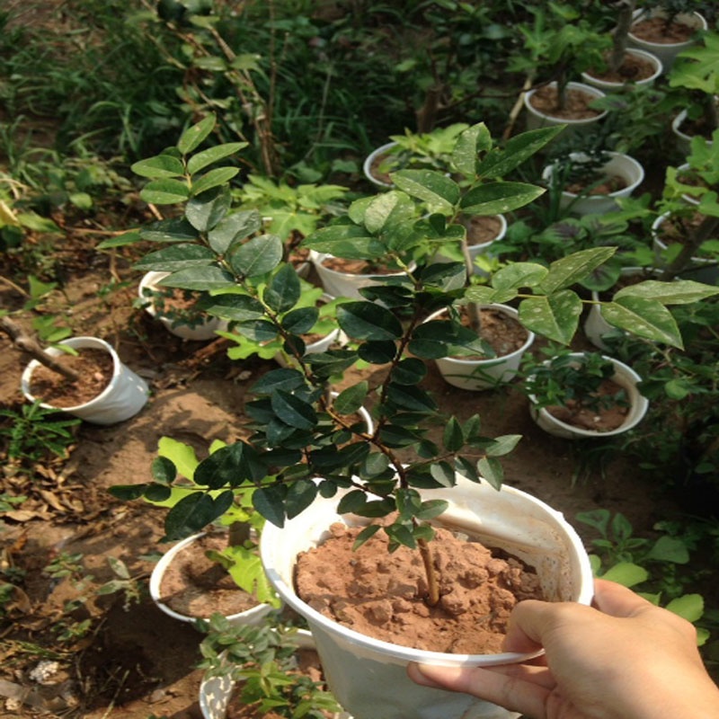 Cây nho thân gỗ tứ quý - cây ăn quả - caykiengsadec