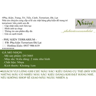 [Hình thật] GÀ MỎ NHỌN - Phụ kiện Terrarium ĐL