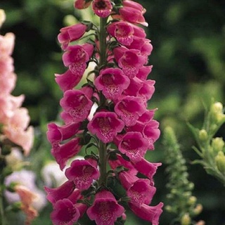 củ hoa linh lan