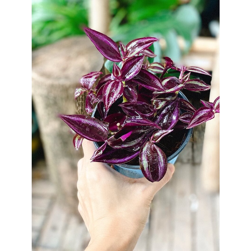 Cây Tradescantia Zebrina 'Deep Purple' (Thài Lài Siêu Tím Deep Purple) (không phải Thài Lài Tím Thường) chậu nhựa 10cm