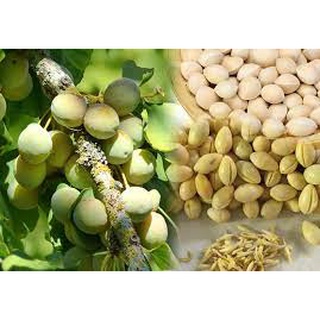 Bạch quả 100g