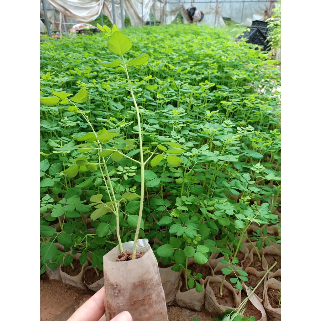 Combo 3 cây giống chùm ngây