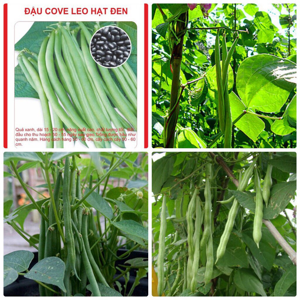 Hạt giống đậu cove leo hạt đen (20 gam)