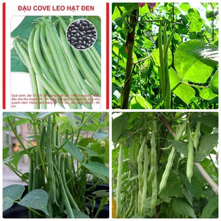Hạt giống đậu cove leo hạt đen (20 gam)