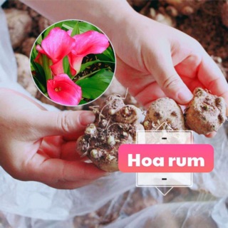 combo 5 củ giống hoa rum đủ màu - củ giống hoa