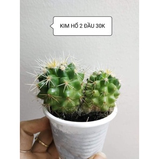 Xương rồng KIM HỔ ~6cm
