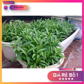 Giống rau muống (100g)