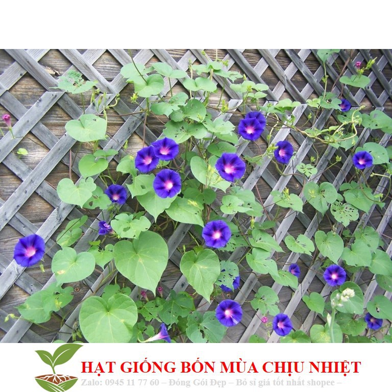 Hạt Giống Hoa Bìm Bìm Mix Nhiều Màu (10 Hạt) ĐẾN MÙA TRỒNG TẾT