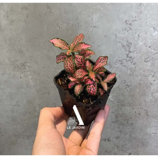 Cây may mắn (cây cẩm nhung), may mắn xanh, may mắn đỏ, terrarium, cây set hồ bán cạn, cây may mắn tiểu cảnh