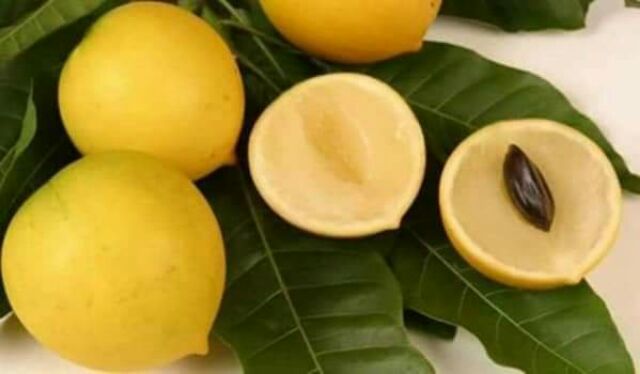 Cây giống Vũ sữa Hoàng Kim