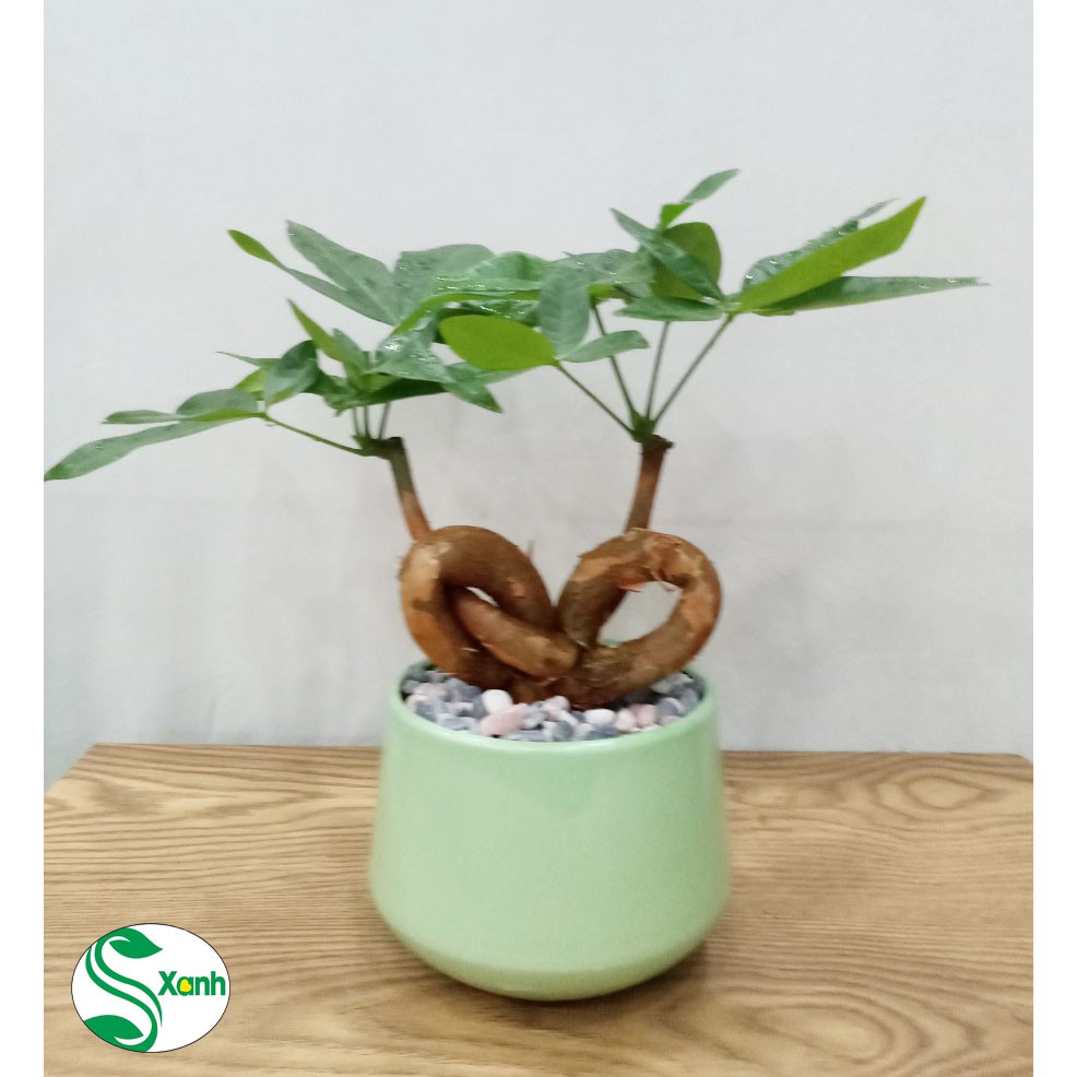 [ĐẸP NHẤT] Cây Kim Ngân Bonsai Để Bàn