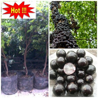 Hạt giống Nho thân gỗ (04 hạt)