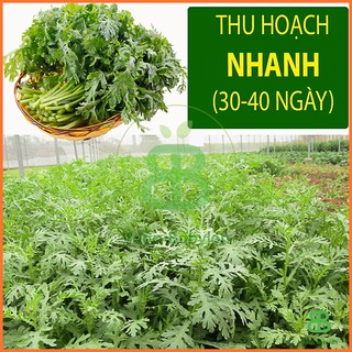 Hạt Giống Rau Tần Ô Rạng Đông, Dễ Trồng, Năng Suất Cao, trồng quanh năm Vuonbabylon - Gói 20G