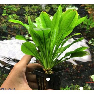 Trầu lùn Tropica