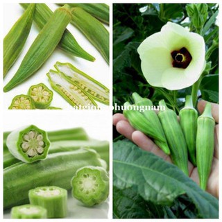 Hạt Giống Đậu Bắp Xanh 10 hạt luckyseed hạt siêu rẻ