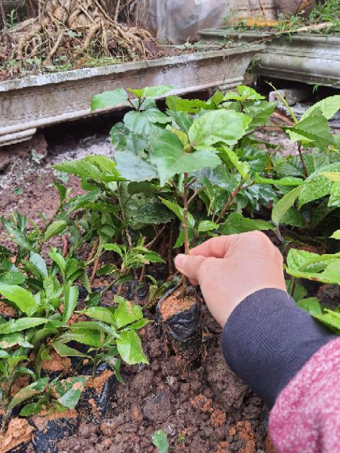 Cây giống dâm bụt thái lùn