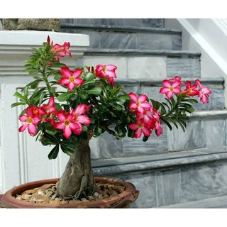 Cây giống hoa sứ thái [ gốc chọn lọc]