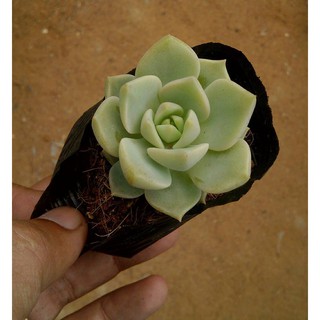 sen đá hoa hồng trắng(Graptoveria Titubans)