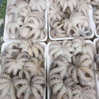 Bạch Tuộc Sữa Giòn ngon