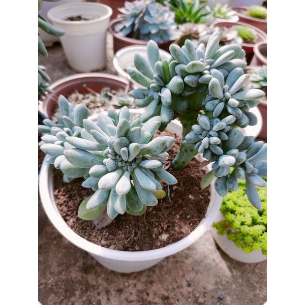 Sen đá GIỌT LỆ GỐC THỤ - Size trung - Size lớn - Vườn Đà Lạt