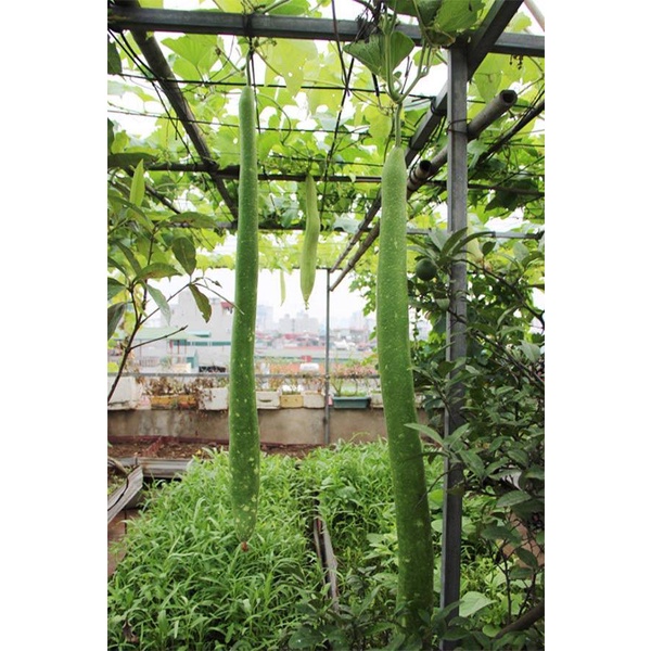 Hạt Giống Bầu Sao Dài ( Bầu Sao Quê Dài 1.2m ) - Gói 10 Hạt KNS2388