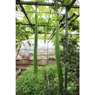 Hạt giống bầu sao dài - gói 10 hạt kns2388