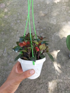 Kiểng lá chậu treo mini