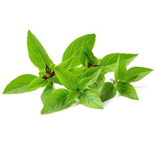 5Gr Hạt Giống Húng Quế (Hàng Loại 1)