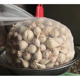 Tỏi cô đơn lý sơn
