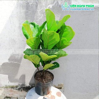 Cây bàng singapore loại nhiều nhánh hàng hot 60-80cm