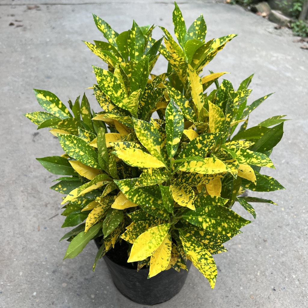 Cây cô tòng vàng anh cao 25-30cm, cây cảnh trồng ven tường, trang trí sân vườn và công viên