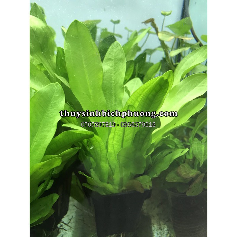 CÂY HOÀNG QUÂN THUỶ SINH - KHÔNG CẦN CO2 SIÊU DỄ TRỒNG