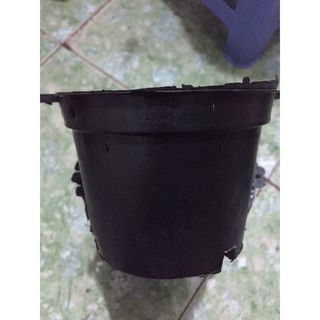 40 chậu bít 12 cm