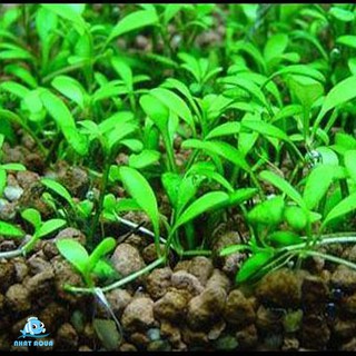 Cây thủy sinh Trân châu nhật