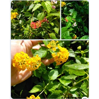 Cây giống cúc ngũ sắc rủ có màu vàng, đỏ, hồng, trắng