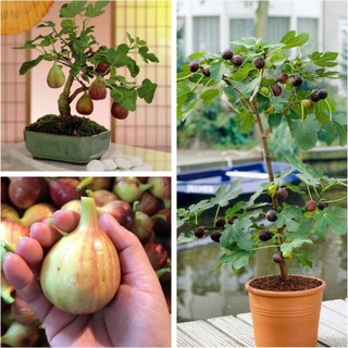 10 Hạt giống cây sung mỹ- sung ngọt , sung đường (Kèm kích thích hạt nảy mầm)