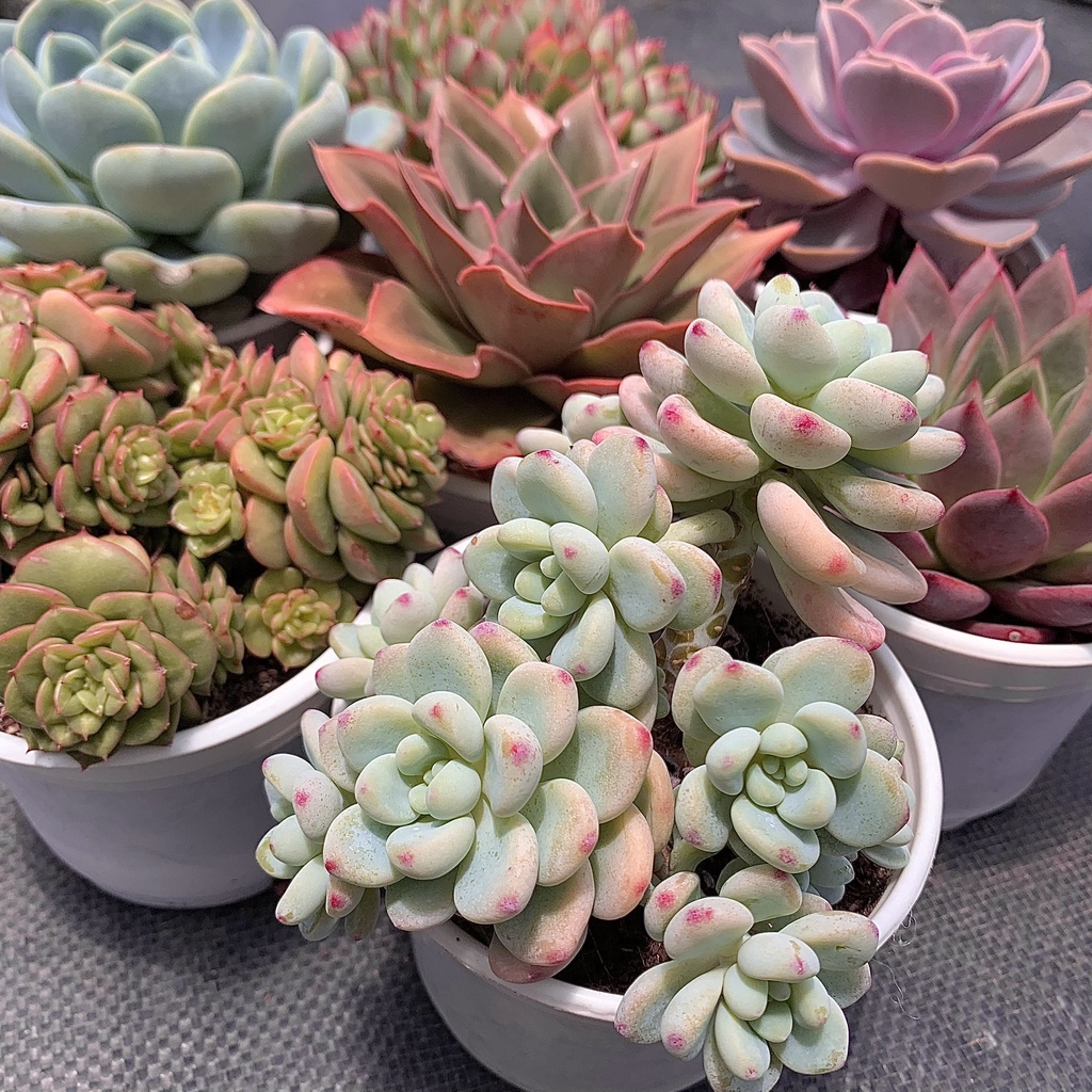 Sen Đá Combo 5 Loại Khác Nhau Size 10-12cm, Xuất Xứ Đà Lạt PANDAA GARDEN Khoẻ Đẹp, Thích Nghi Mọi Khí Hậu, Lỗi 1 Đổi 1